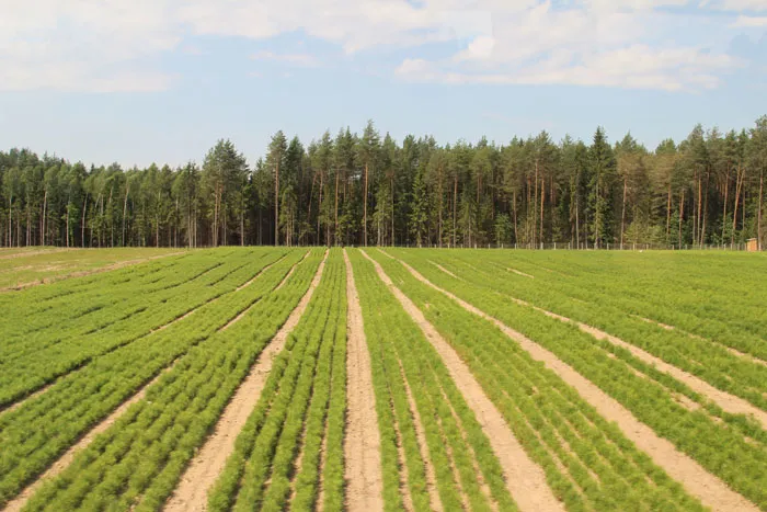 У конкурсе на стварэнне гімна лясной гаспадаркі ўдзельнiчалi людзі самых розных прафесій. фота