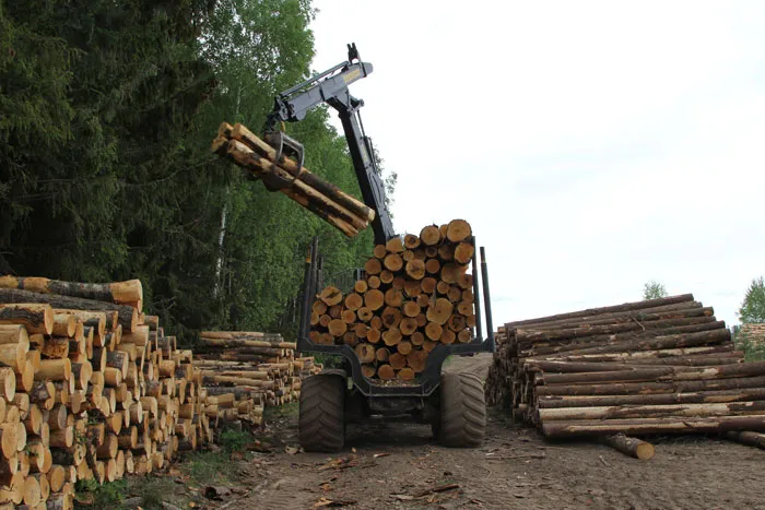 Каково практическое значение увеличения размера лесосечного фонда в Беларуси на 2016 год? фото