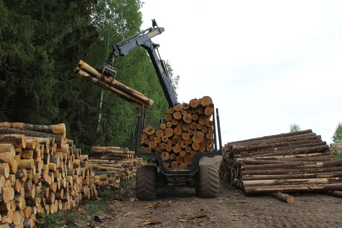 В Беларуси станет больше лесов и особо охраняемых природных территорий. фото