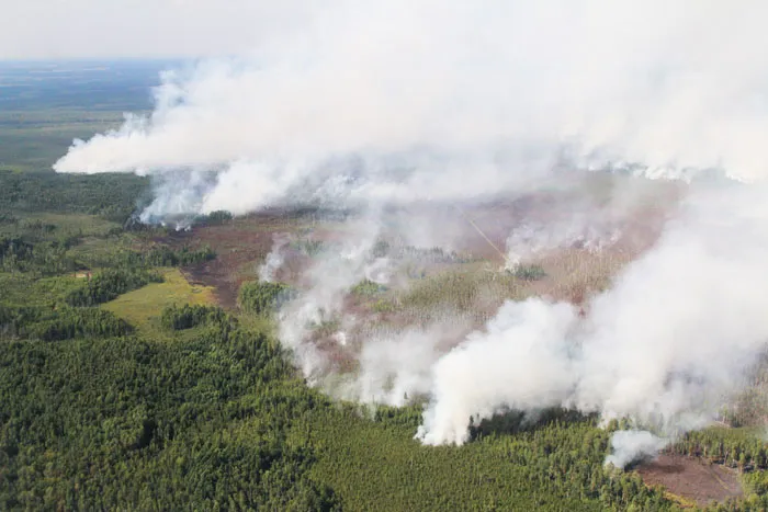 Беларусь проведет на границе с Украиной противопожарное обустройство лесов. фото