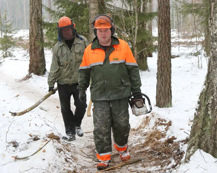 Репортаж о заготовке древесины на труднодоступных участках. фото