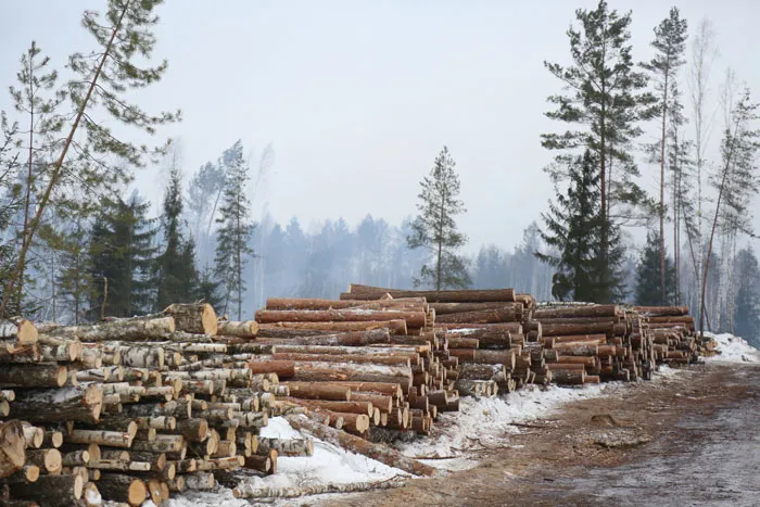 Репортаж о заготовке древесины на труднодоступных участках. фото
