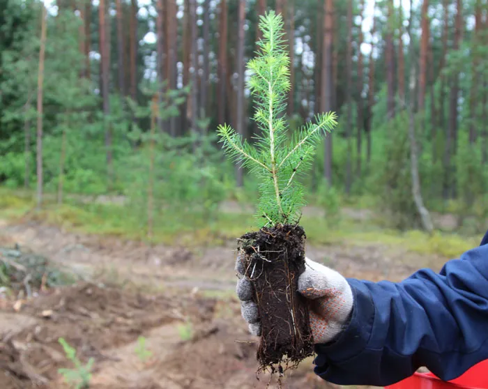 С какими результатами завершили 2016 год белорусские лесоводы? фото