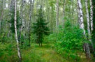 В Беларуси растет доля смешанных лесных культур. фото