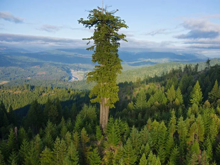 Вечнозеленая секвойя Sequoia Sempervirens — самое большое дерево на нашей планете. фото