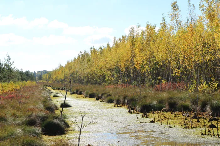 Благодаря строительству системы шлюзов осушенное некогда болото снова вернулось к жизни. фото