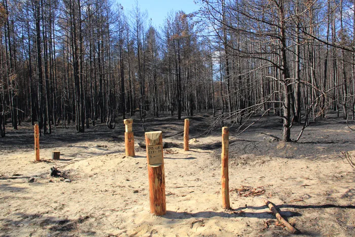 На месте битвы с огнем будут созданы новые леса. фото