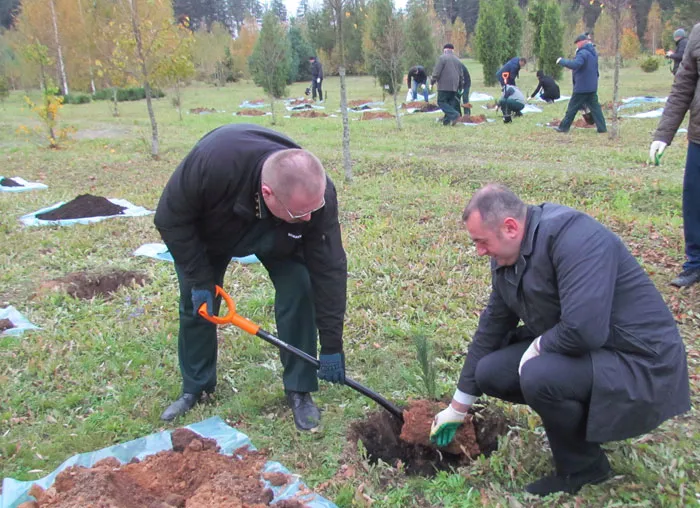 В белорусских лесхозах появились аллеи сибирских кедров от томских лесоводов. фото