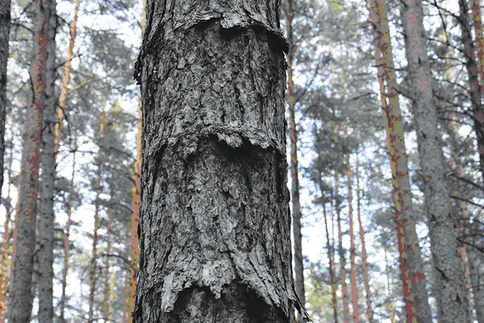 Как расширить ассортимент древесных растений в лесных питомниках? фото