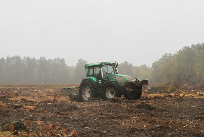 В Житковичском лесхозе создается лесосеменная плантация дуба черешчатого. фото