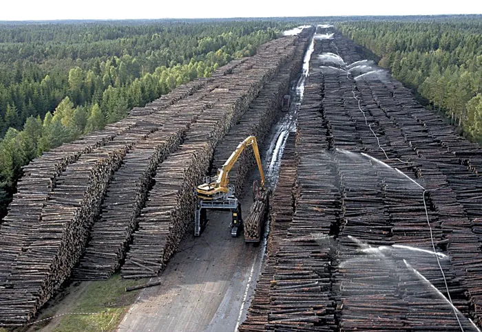 Самый крупный в мире склад древесины после урагана «Гудрун» в Швеции. Его объем оценили в 70 млн кубометров! фото
