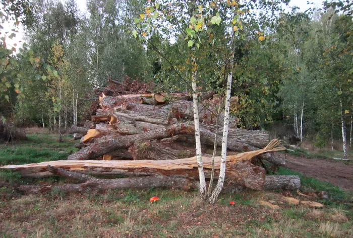 Уточнен порядок взыскания стоимости незаконно добытой древесины. фото