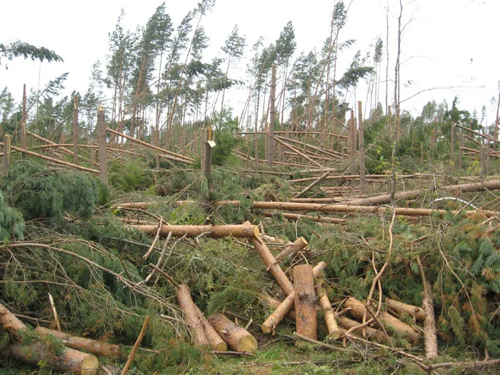 Чтобы леса будущего были устойчивыми к ураганным ветрам. фото