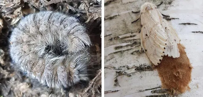 Зимующие стадии хвое- и листогрызущих вредителей: гусеница соснового коконопряда (слева), яйцекладка непарного шелкопряда (справа). фото