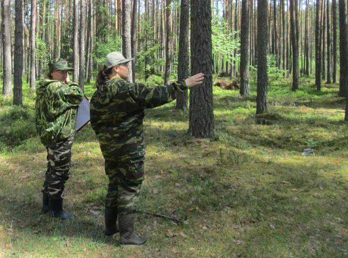 Лесной науке Беларуси исполняется 85 лет. фото
