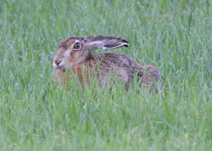 Состоялось открытие охоты на зайца. фото