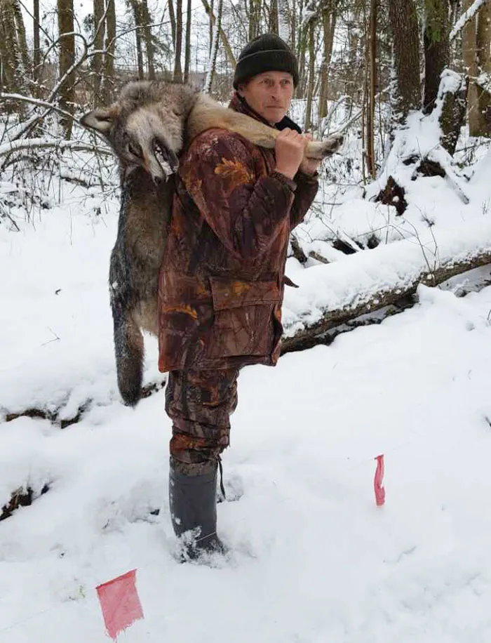 Иногда опытным охотникам сразу удается по первому снежку обнаружить волчью стаю и обложить ее в один день. фото