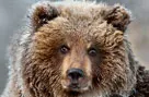 На лесосеке в Щелбовском лесничестве произошла встреча человека с бурым медведем. фото