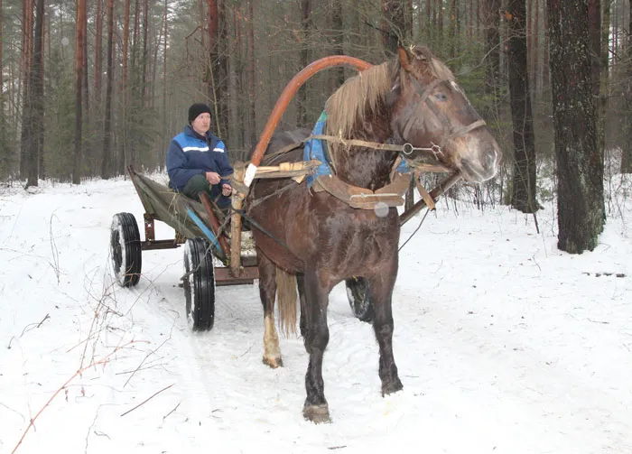 В Воложинском лесхозе созданы условия для отпуска потребителям всех видов дровяной древесины. фото