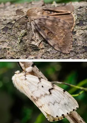 Самец (выше) и самка (ниже) непарного шелкопряда. фото