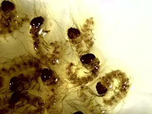 Здоровые гусеницы непарного шелкопряда, извлеченные из яиц путем вываривания в растворе щелочи. фото