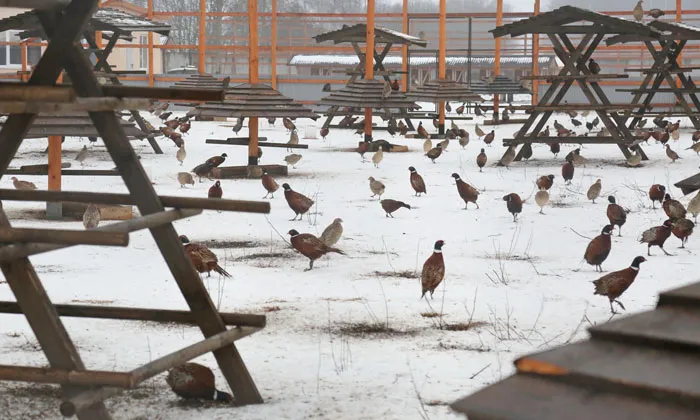Сытые фазаны прекрасно чувствуют себя в любую погоду. фото