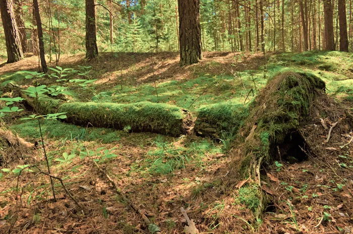 Нужна ли лесу мертвая древесина? фото