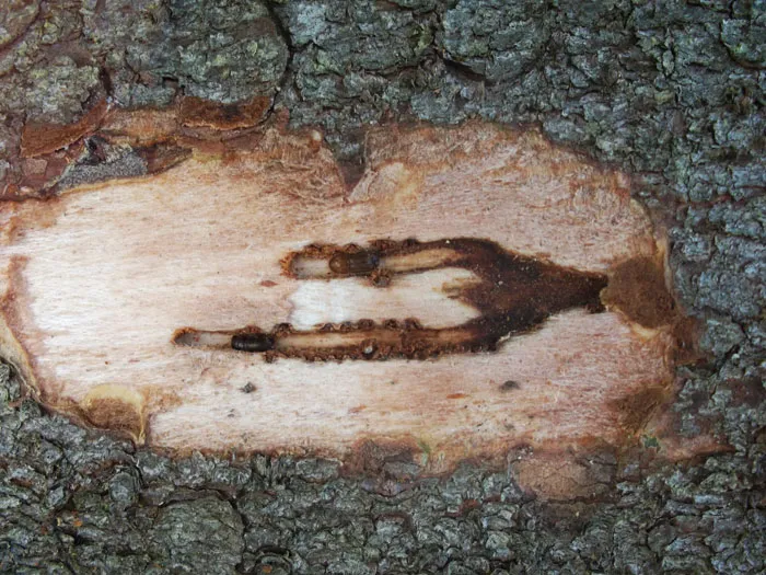 Дерево, заселенное короедом-типографом. фото