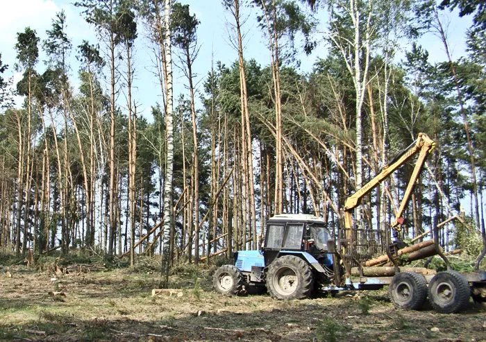 Разработка ветровально-буреломного участка в лесничестве в 2010 году. фото