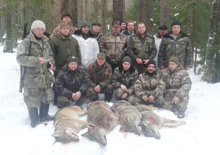 Облавную охоту на волков провели работники охотничьего хозяйства Пуховичского лесхоза. фото