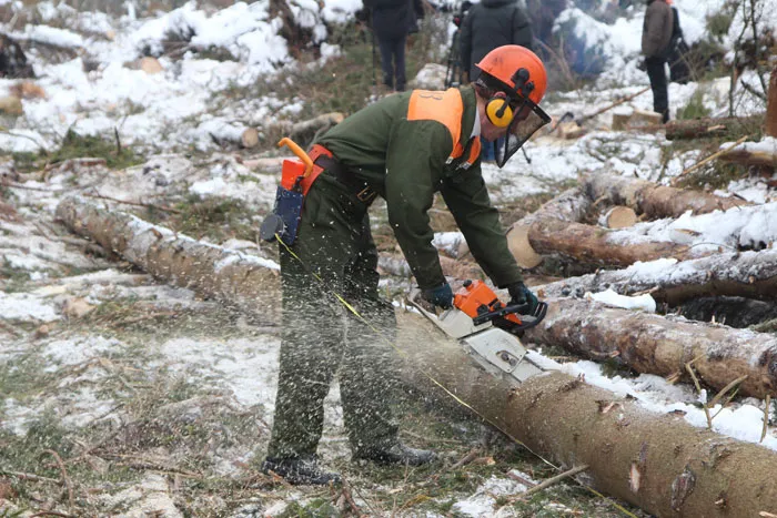 Бригады Березинского лесхоза помогают коллегам разрабатывать труднодоступные участки. фото
