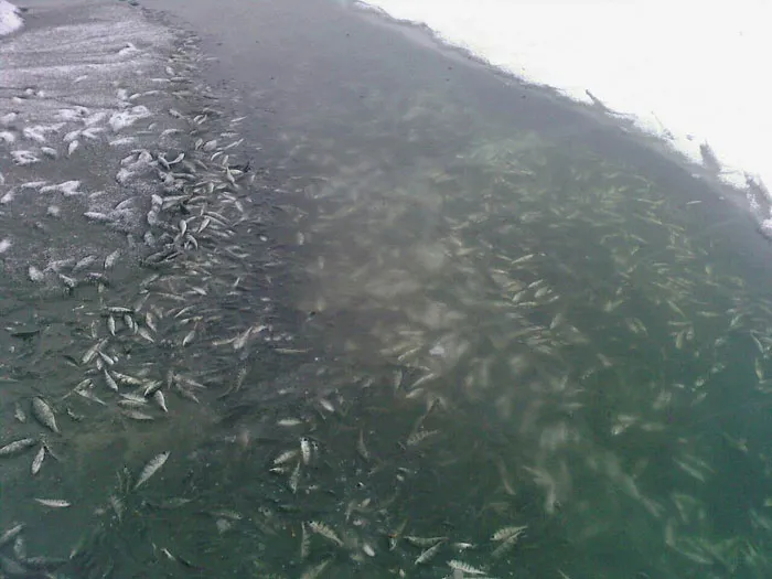Глухозимье традиционно сопровождается заморами рыбы. фото