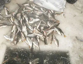 Глухозимье традиционно сопровождается заморами рыбы. фото