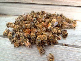 Почему не пережила зиму пчелиная семья? фото