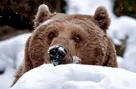 Кто разбудил медведей? фото