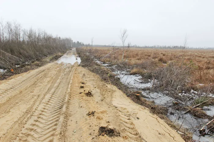 При строительстве лесной дороги в ГЛХУ «Полесский лесхоз» было выкопано 11 авиабомб. фото