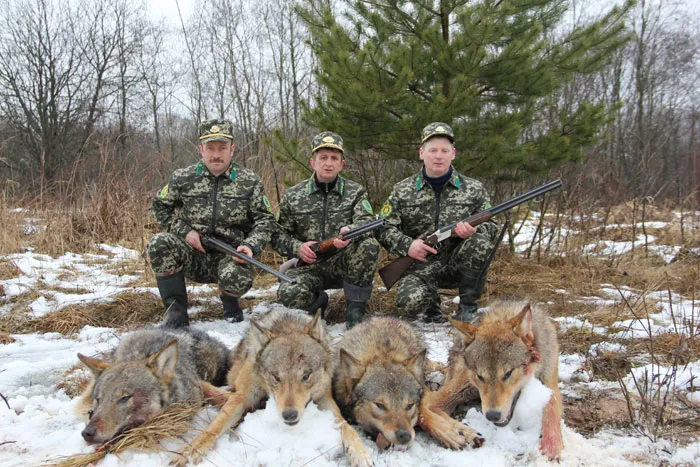 Легкий снежок помог егерям Богушевского лесхоза обнаружить стаю волков. фото