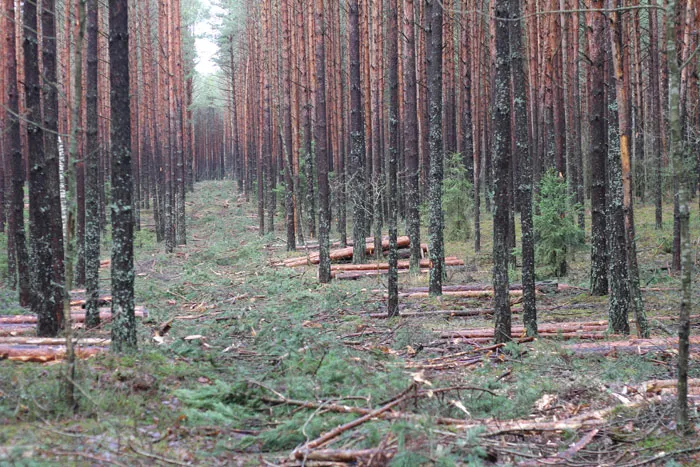 В среднем по всем видам рубок образуется 35—40 % дровяной девесины. фото