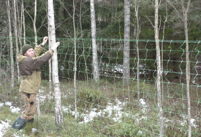 В заказнике «Налибокский» продолжается подготовка к ловле оленей сетями. фото