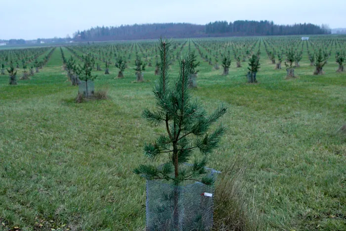 Лесовосстановление — одно из перспективных направлений внедрения финского опыта. фото